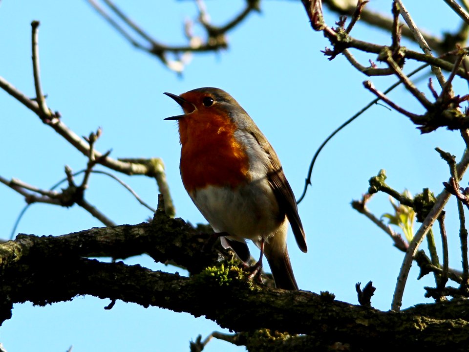 Robin welcomes Spring