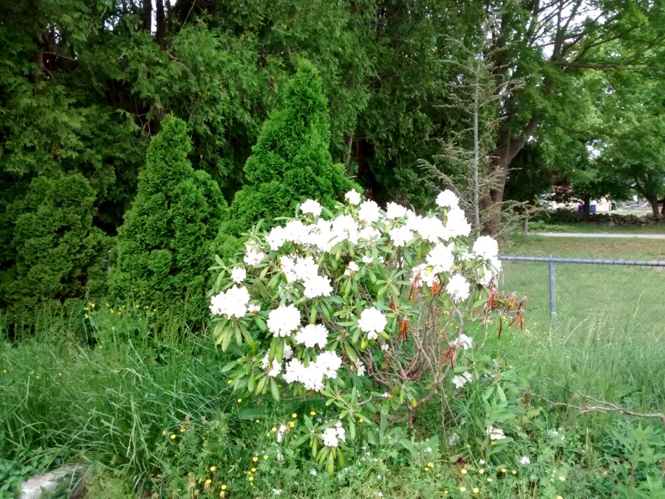 rhodo R47A form