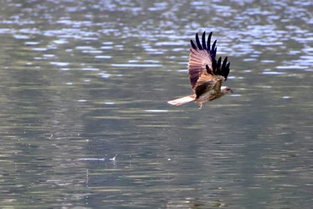 Whistling kite