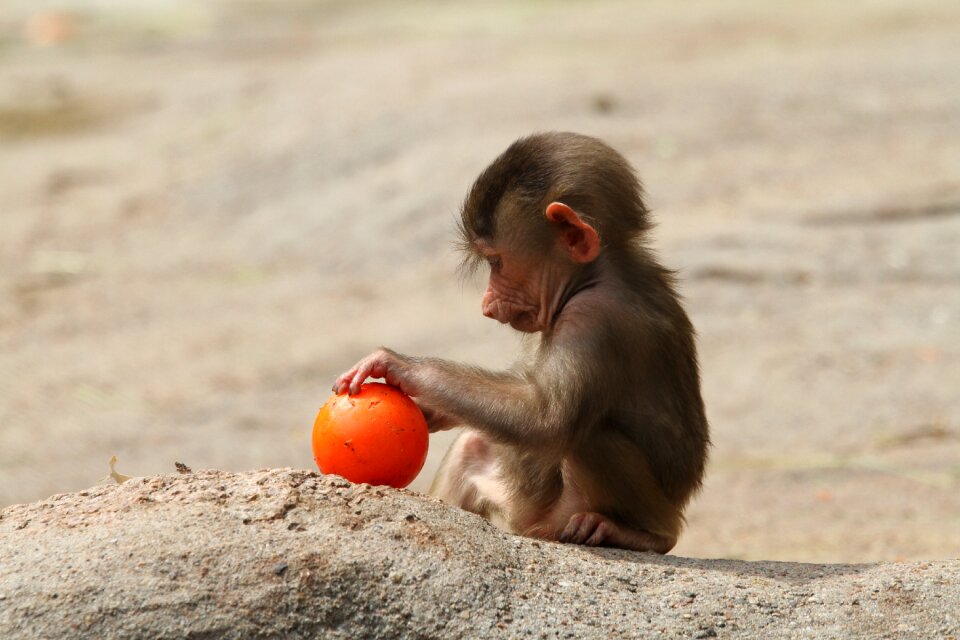 Baboon baby baboon playing baboon