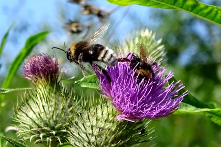 2 Bees or not...