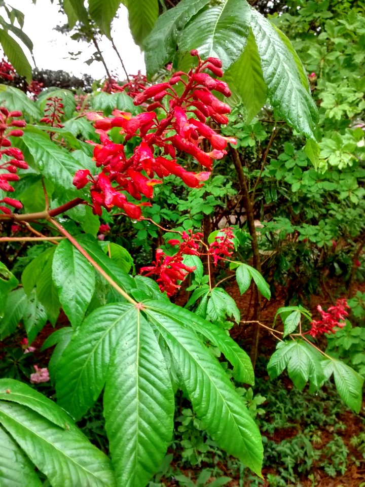 IMG 20150519 162505121 HDR