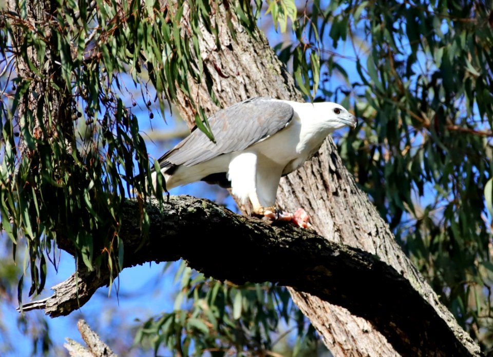 White-bellied sea eagle