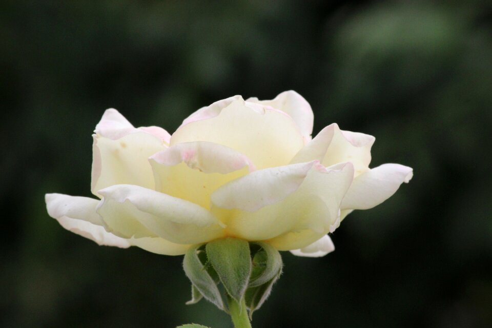 Flower rose nature