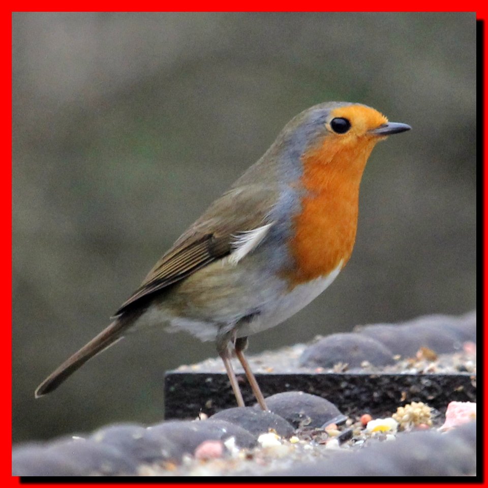 Square Robin.