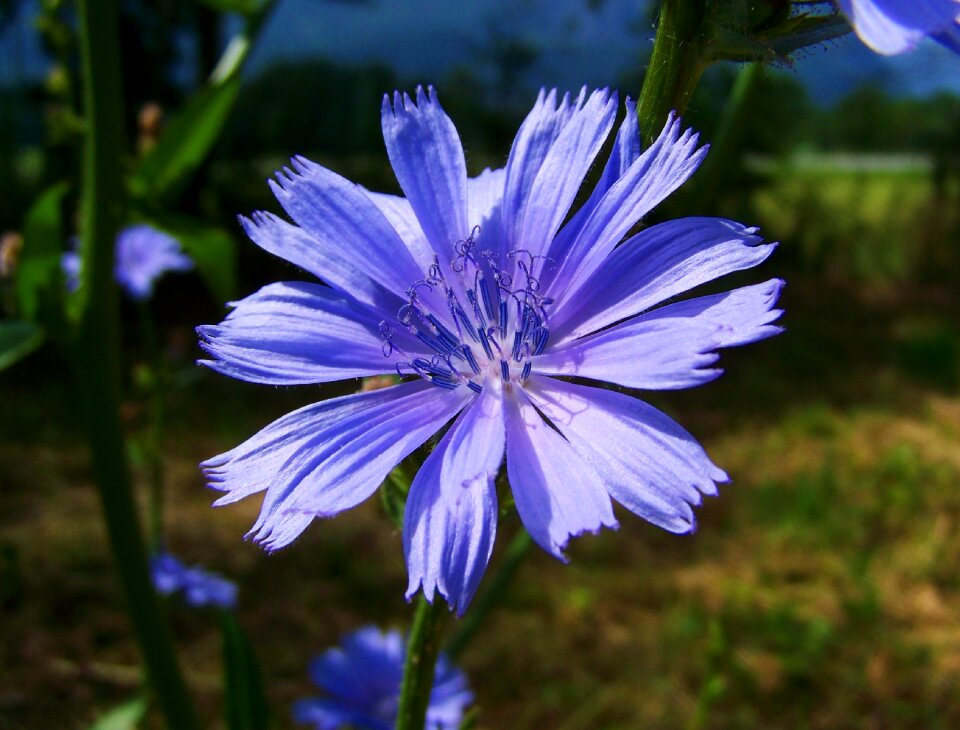 Intybus chicory stalk light blue flower meadow flower