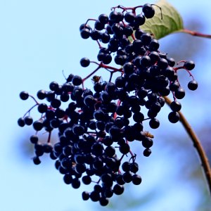 Black Fruit photo