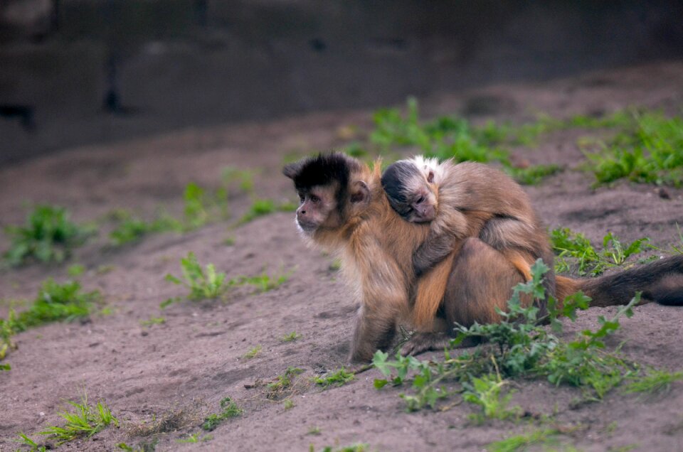 Mother child animal world