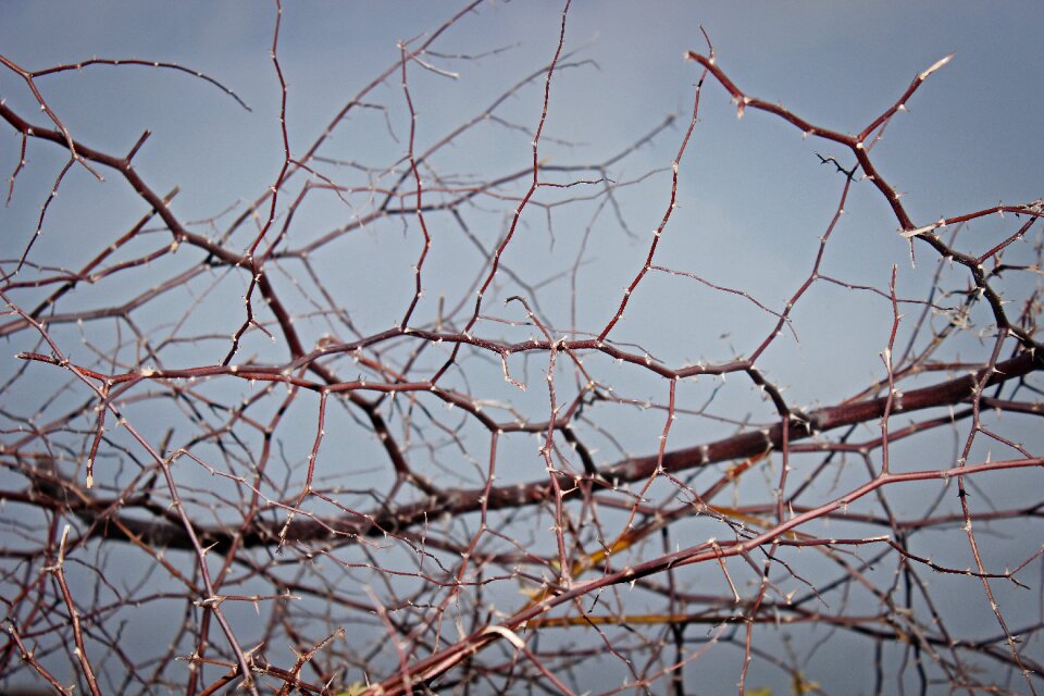 Nature plant spikes