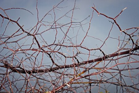 Nature plant spikes