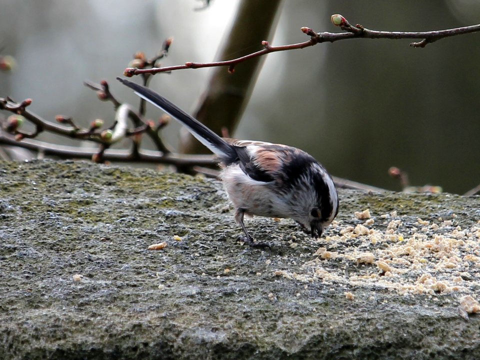 Long-tailed Tit. Explored.