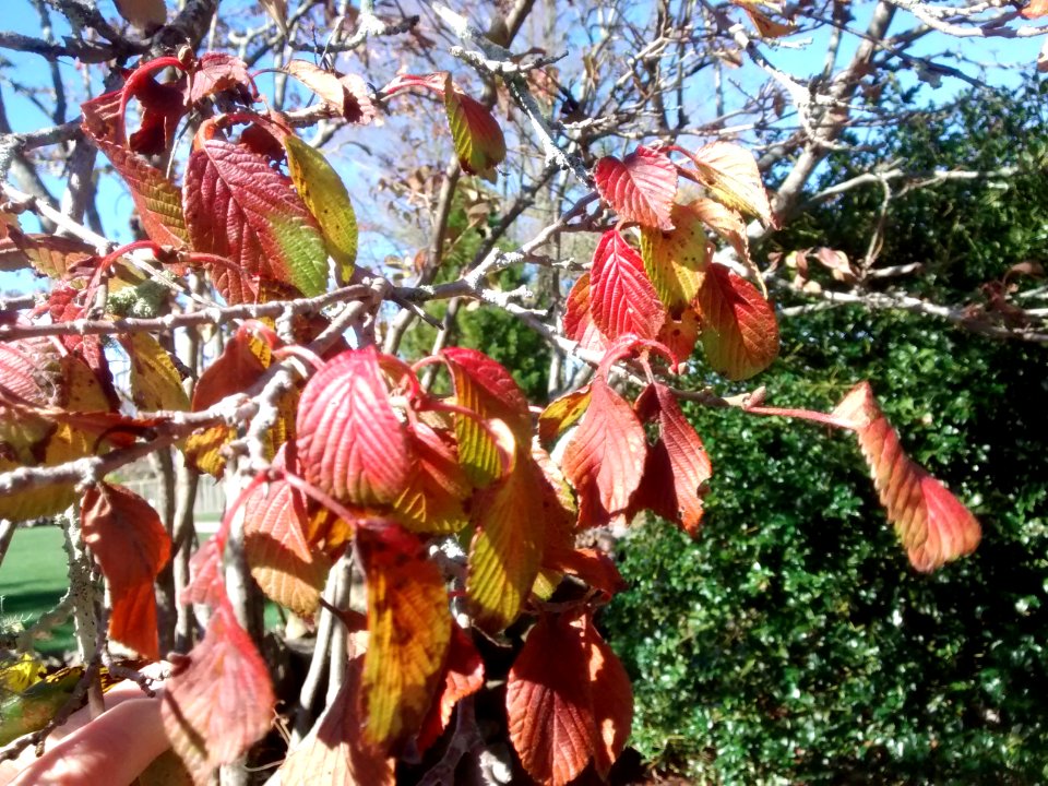 ACH26 D1 leaves of Shasta