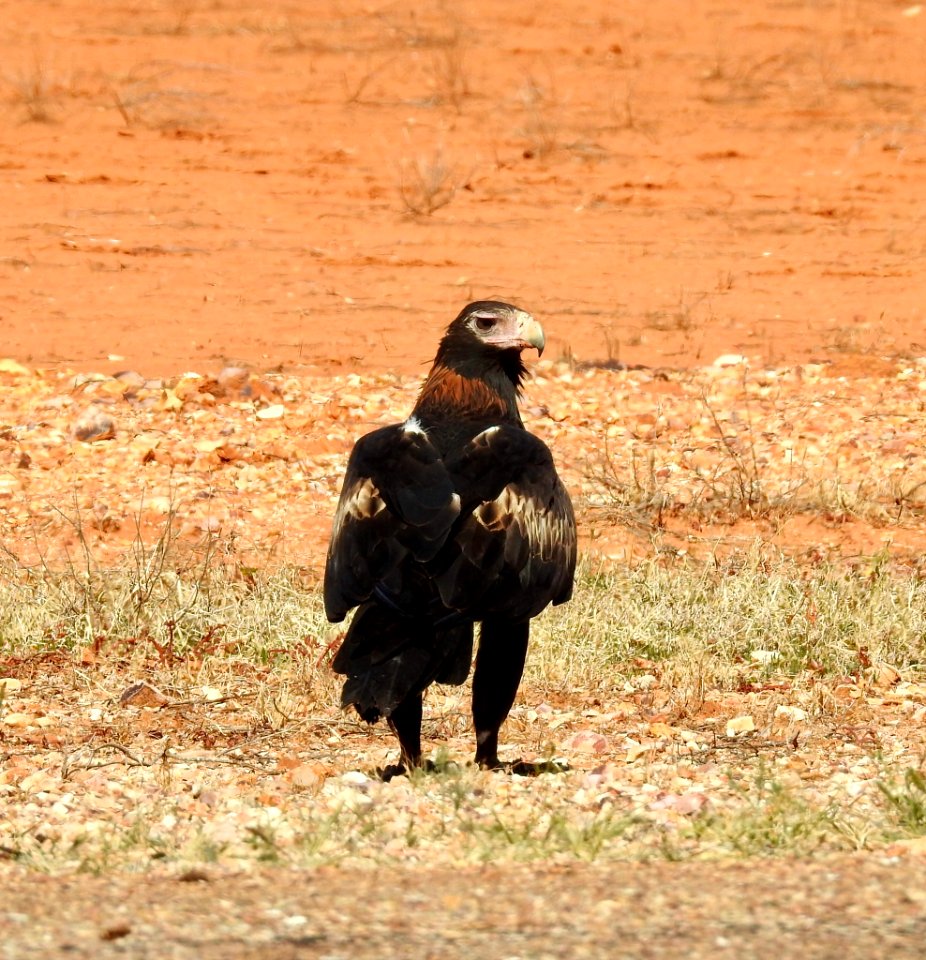 Wedge-tailed eagle