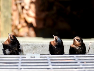 Fledgling swallows