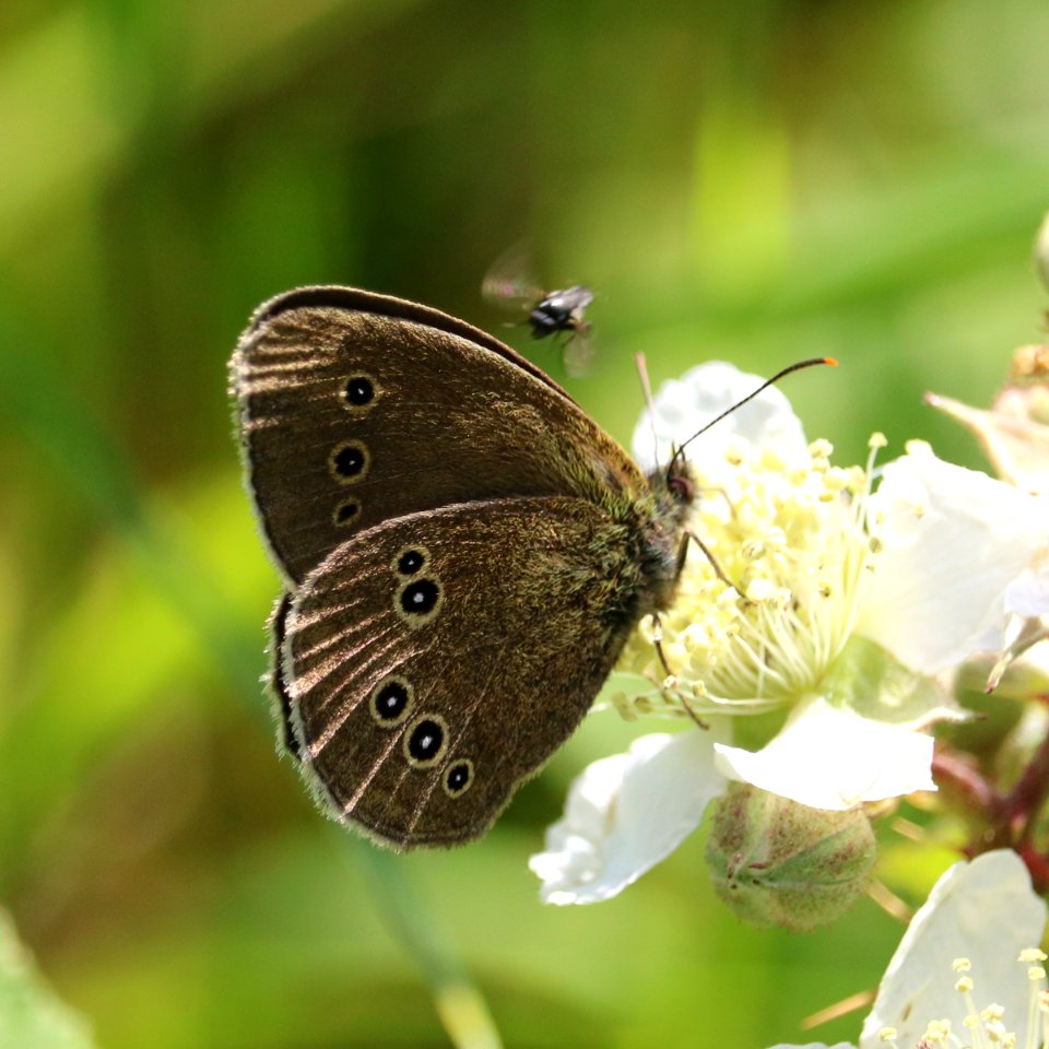 Ringlet & Little Friend