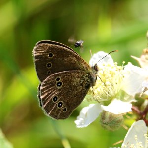 Ringlet & Little Friend