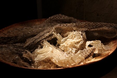 Rattlesnake skinning snake skin