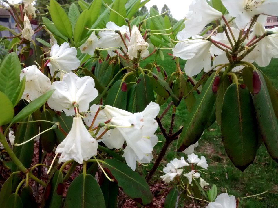 rhodo R46A southwest corner 4