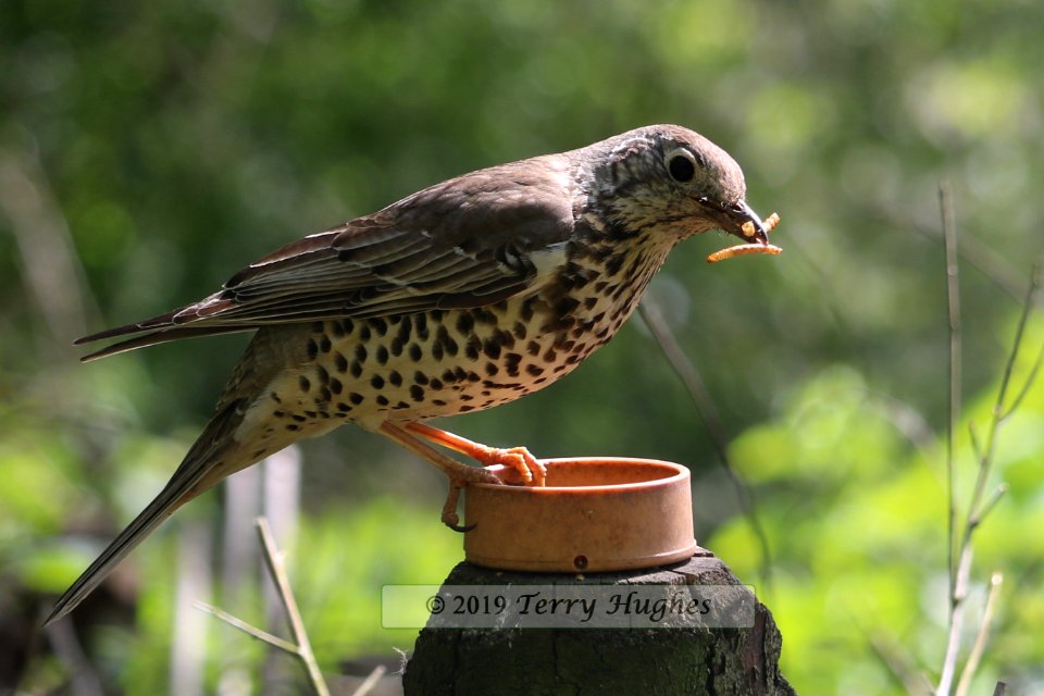Mistle Thrush, Turdus viscivorus