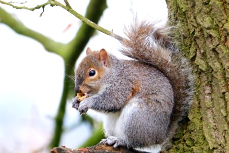 Grey Squirrel photo