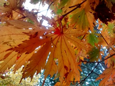 IMG 20151106 110215597 HDR