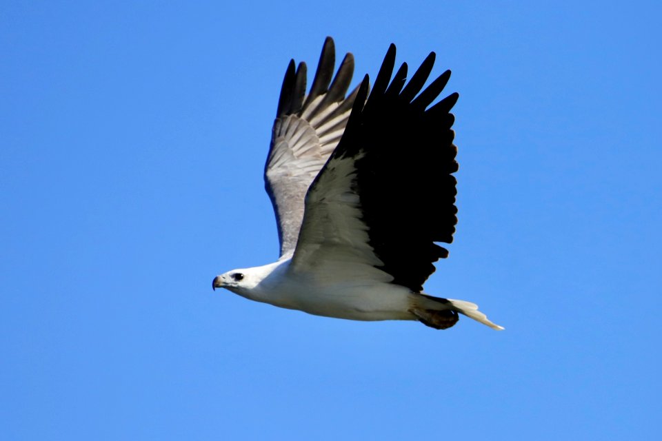 White-bellied sea eagle