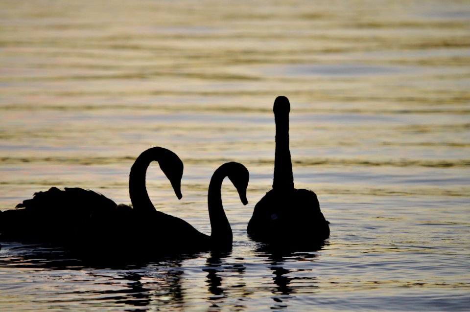 Swans on Lake Burley Griffin