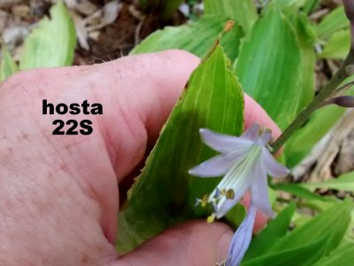 hosta 22S #6