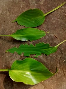 hosta leaves photo