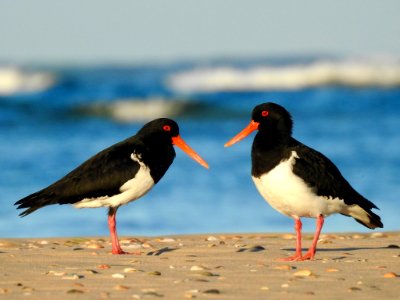 Pied oystercatchers