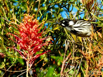New Holland honeyeater