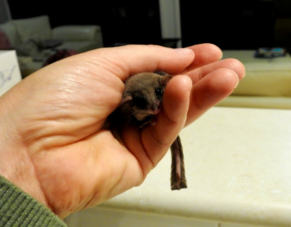 Feathertail glider
