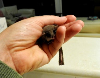 Feathertail glider