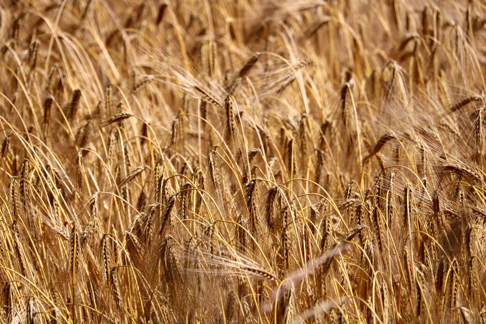 Northumber-farm-land 08