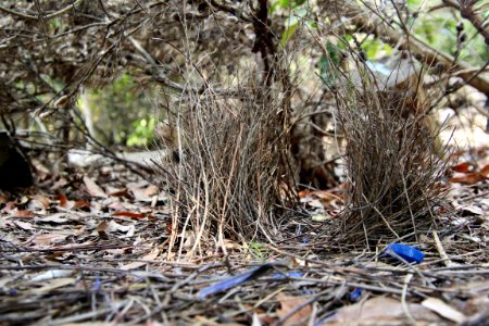 Bowerbird’s bower