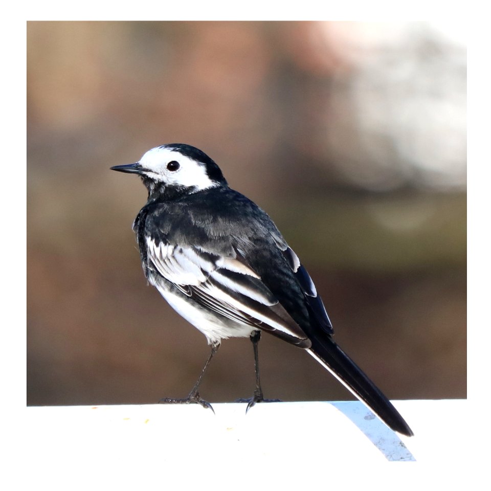 Pied Wagtail - Motacilla alba yarrellii