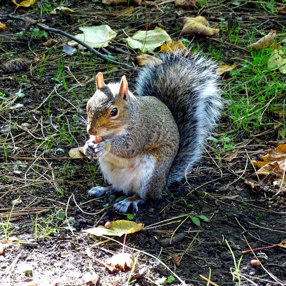 Chester Squirrel photo