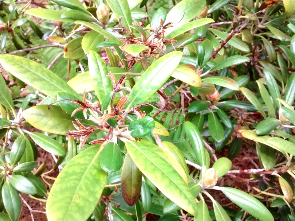Rhodo R5I leaves