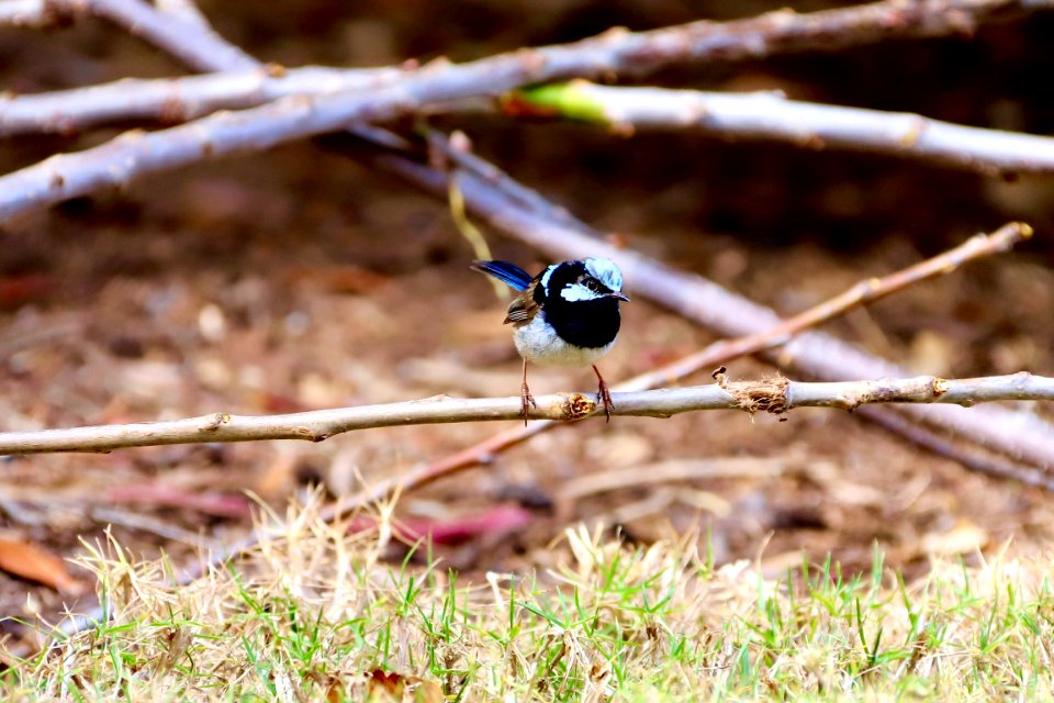 Male superb fairy-wren