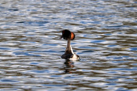 Great Crested Grebes photo