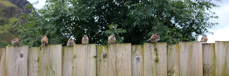 Hungry Sparrows photo