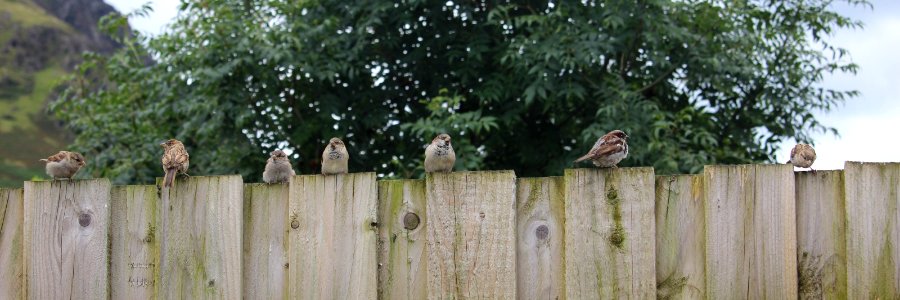Hungry Sparrows photo