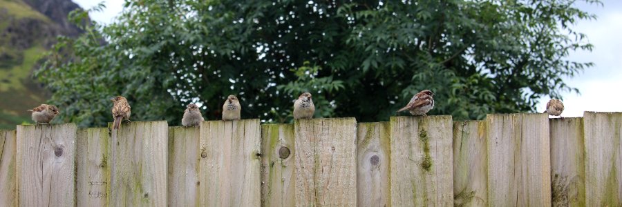 Hungry Sparrows