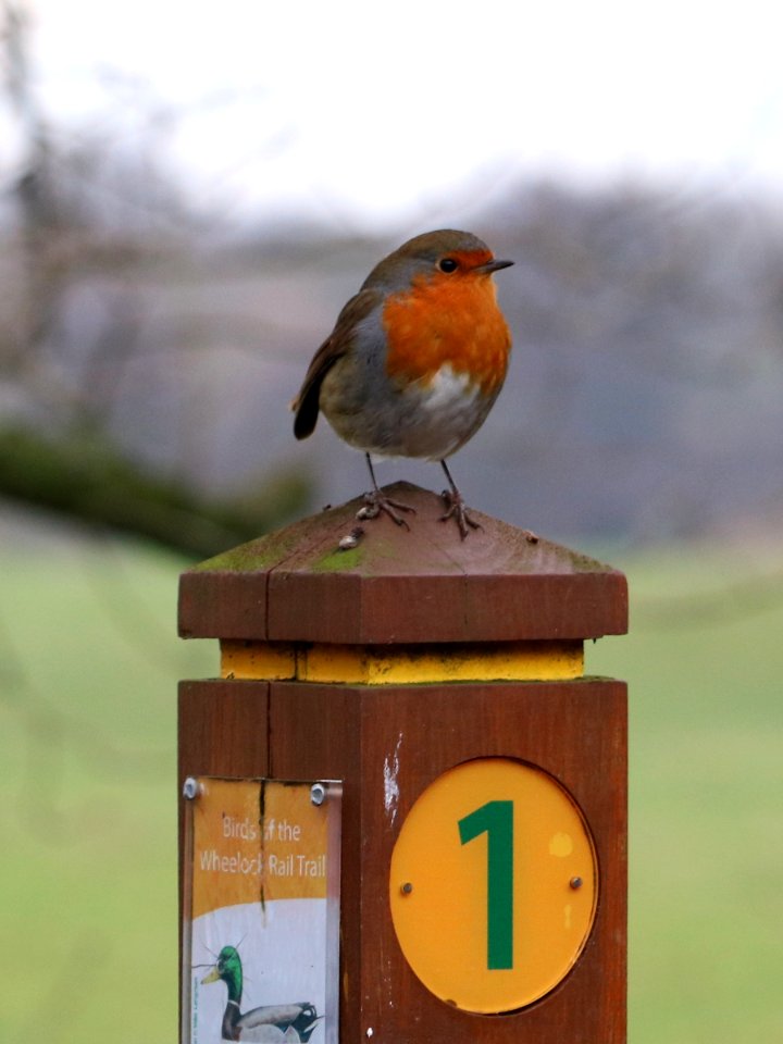 Robin photo