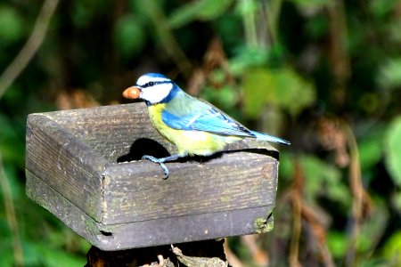 Westport Lake Blue Tit photo