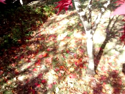 IMG 20151029 114254354