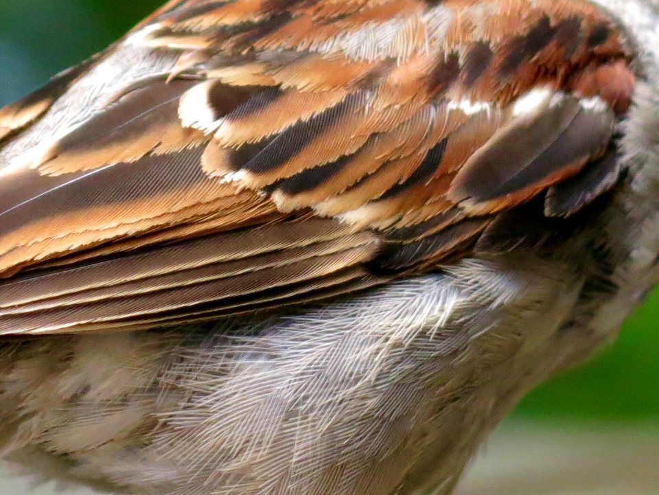 Close up of a sparrow