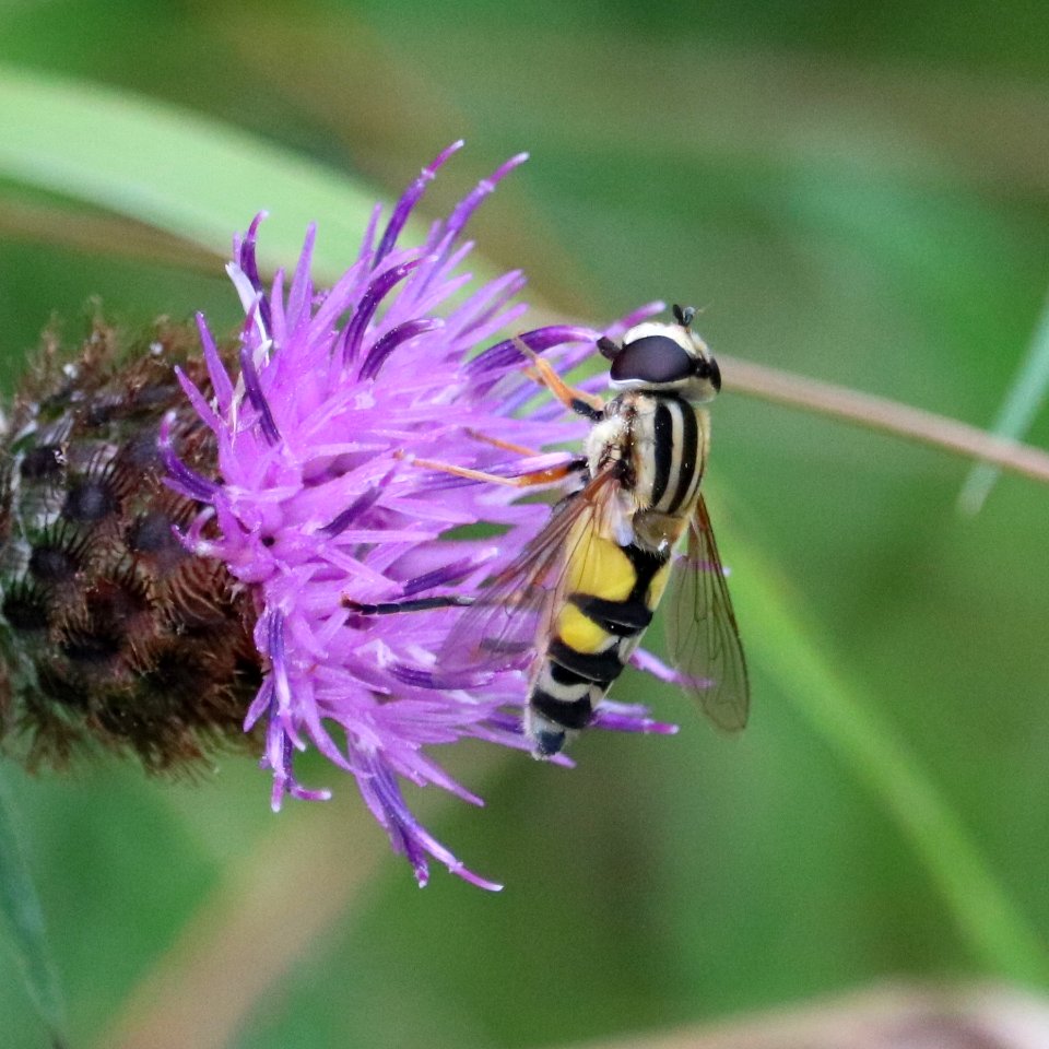 Hoverfly - Helophilus trivittatus