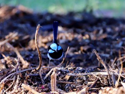 Male superb fairy-wren