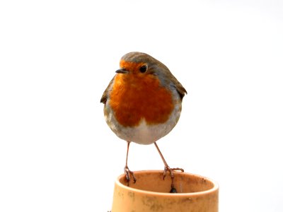 Frosty Robin